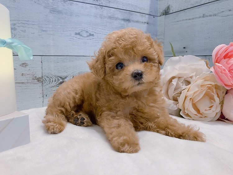 Tracy – Weibchen Zwergpudel