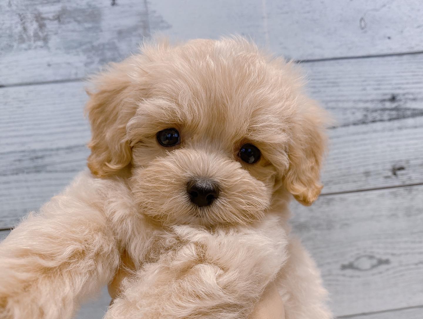 Oreo – Männlicher Maltipoo