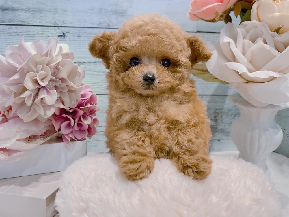 Sunny – Männlicher Zwergpudel