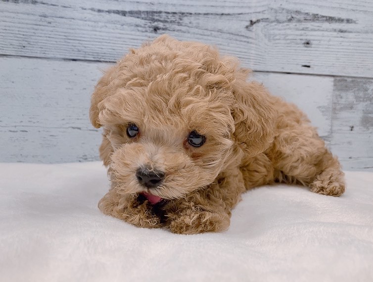 Zara – Weibchen Zwergpudel