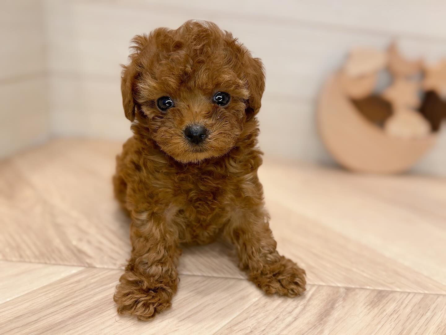 Molly – Männlicher Zwergpudel