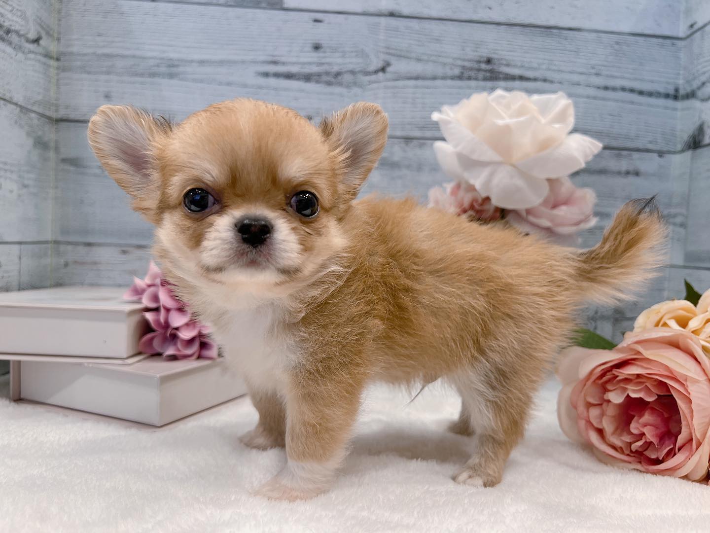 Randy – Männlicher Chihuahua