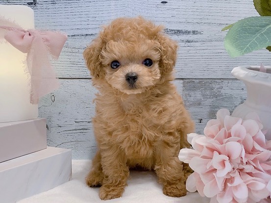 Coco – Weibchen Zwergpudel