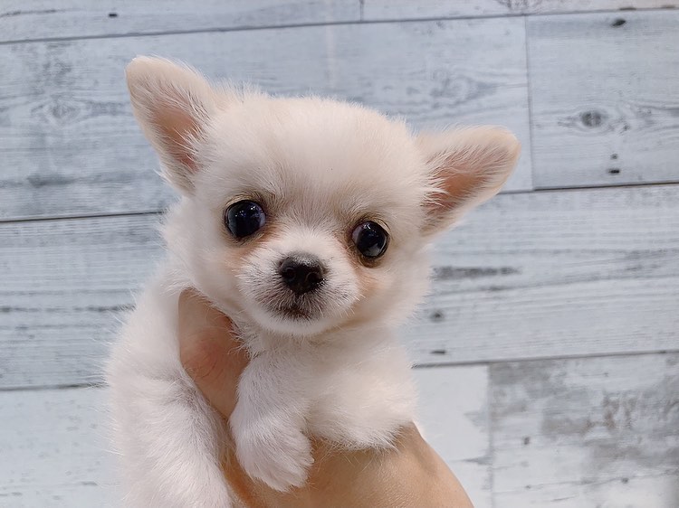 Dolly – Weiblicher Chihuahua