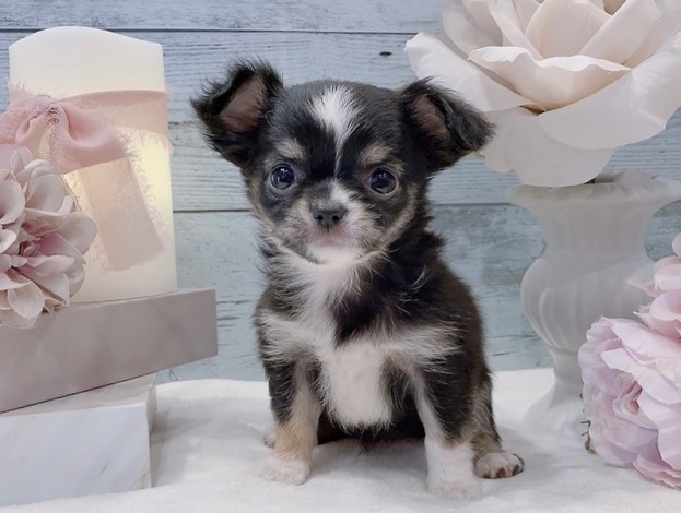 Mochi – Weiblicher Chihuahua