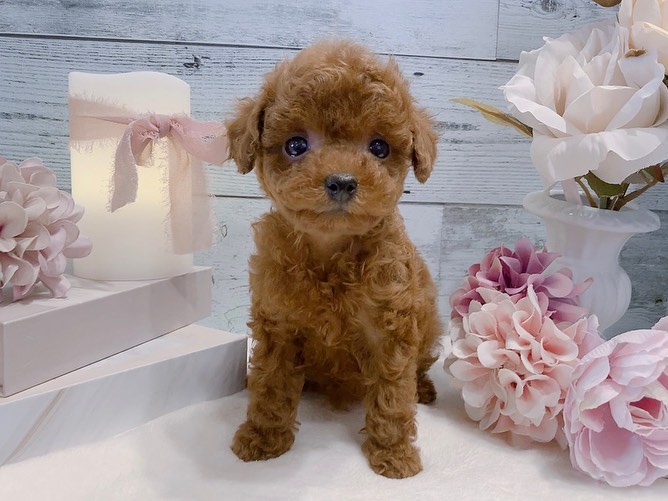 Sally – Weibchen Zwergpudel