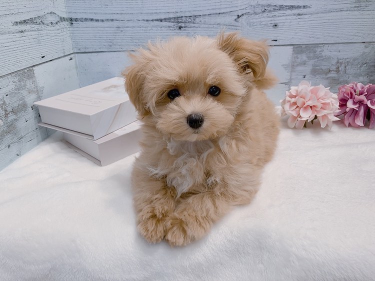 Kenny – Männlicher Maltipoo