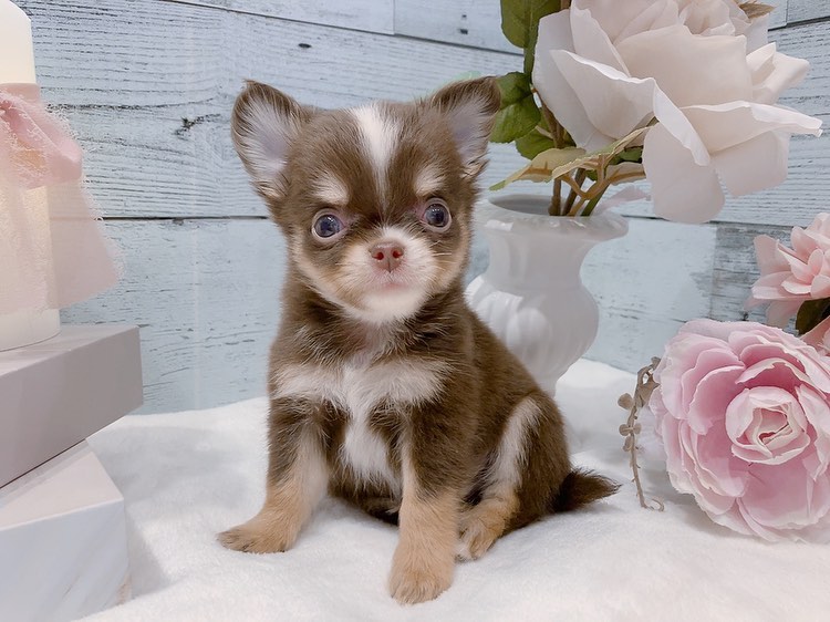 Remy – Männlicher Chihuahua