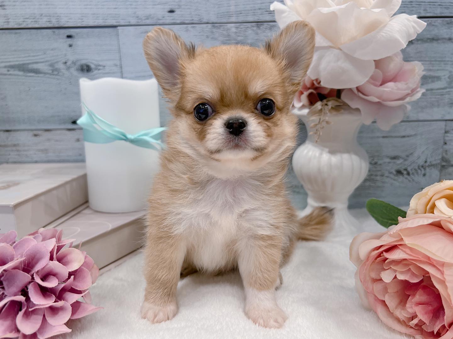 Randy – Männlicher Chihuahua