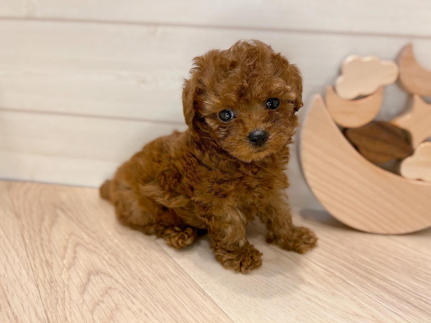 Molly – Männlicher Zwergpudel