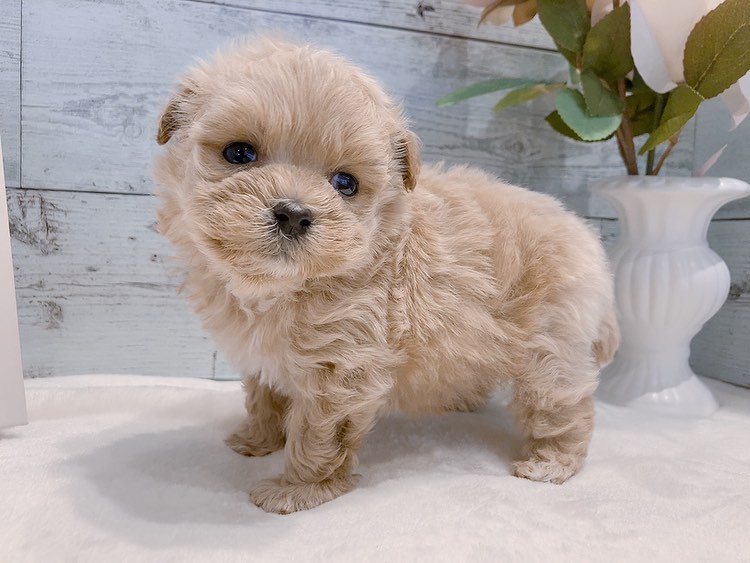 Chloe – weiblicher Maltipoo