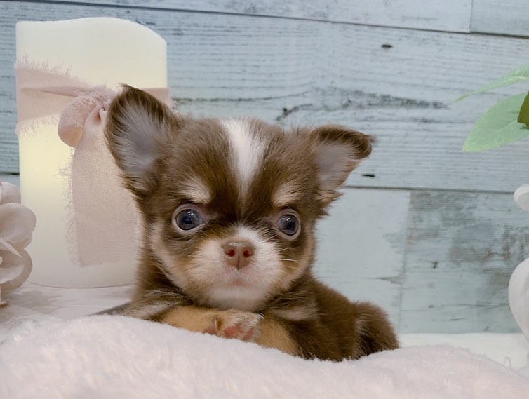 Remy – Männlicher Chihuahua