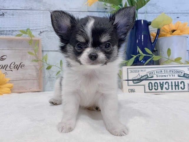 Cherry – Weiblicher Chihuahua