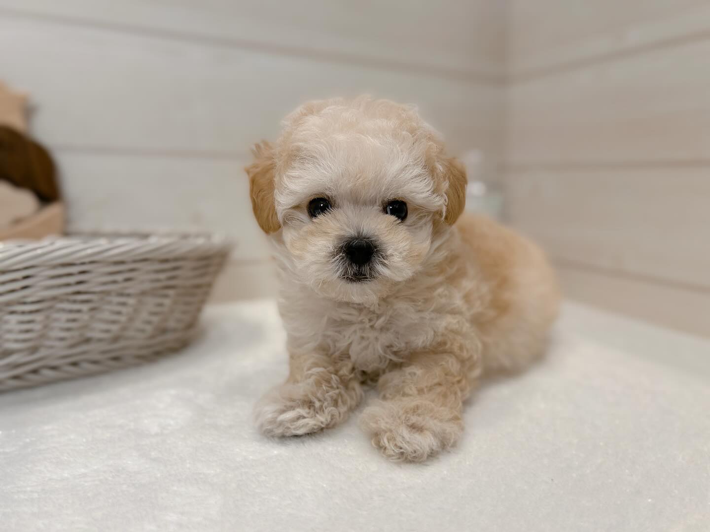 Tony – Männlicher Maltipoo