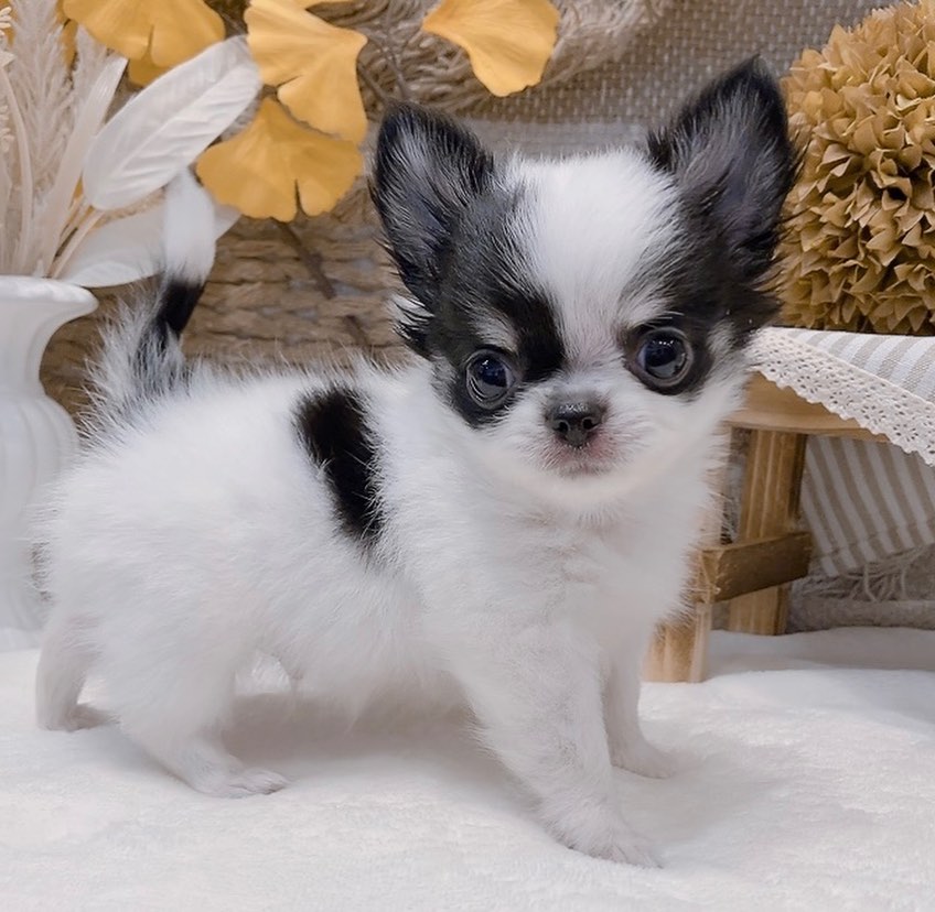 Marco – Männlicher Chihuahua