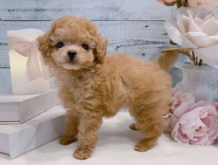 Coco – Weibchen Zwergpudel