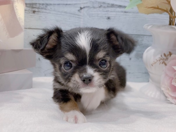 Mochi – Weiblicher Chihuahua