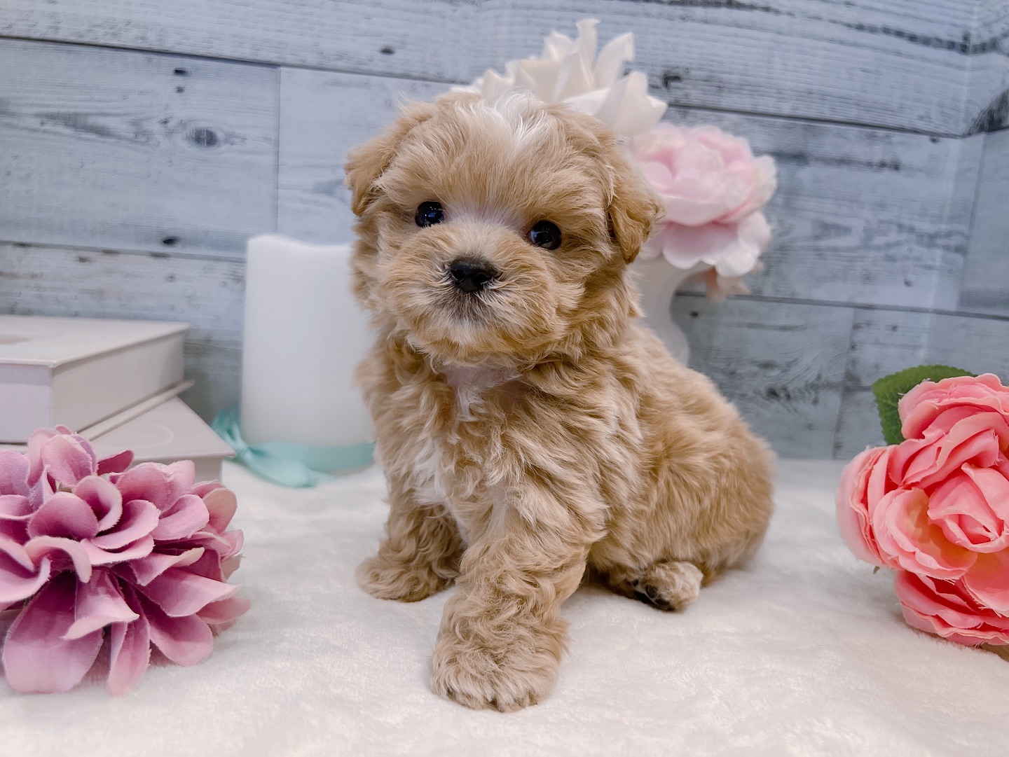 Jack – Männlicher Maltipoo