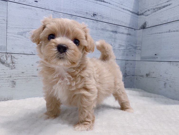 Tino – Männlicher Maltipoo