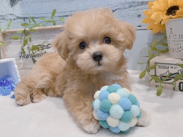 Fifi – Weiblicher Maltipoo