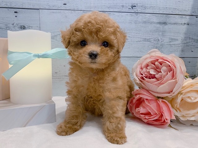 Tracy – Weibchen Zwergpudel