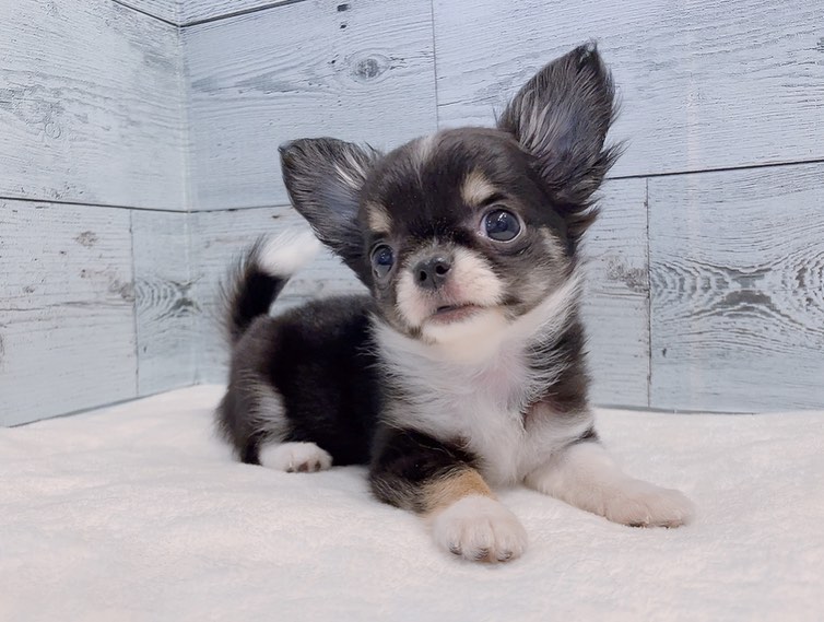 Marley – Weiblich Chihuahua