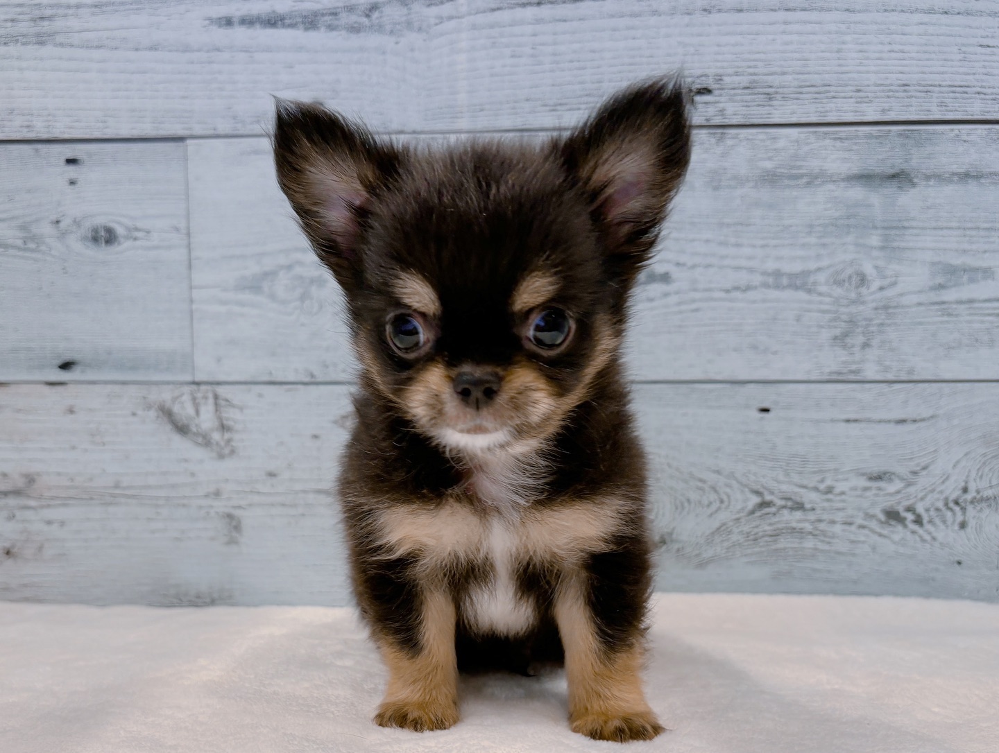 Monty – Männlicher Chihuahua