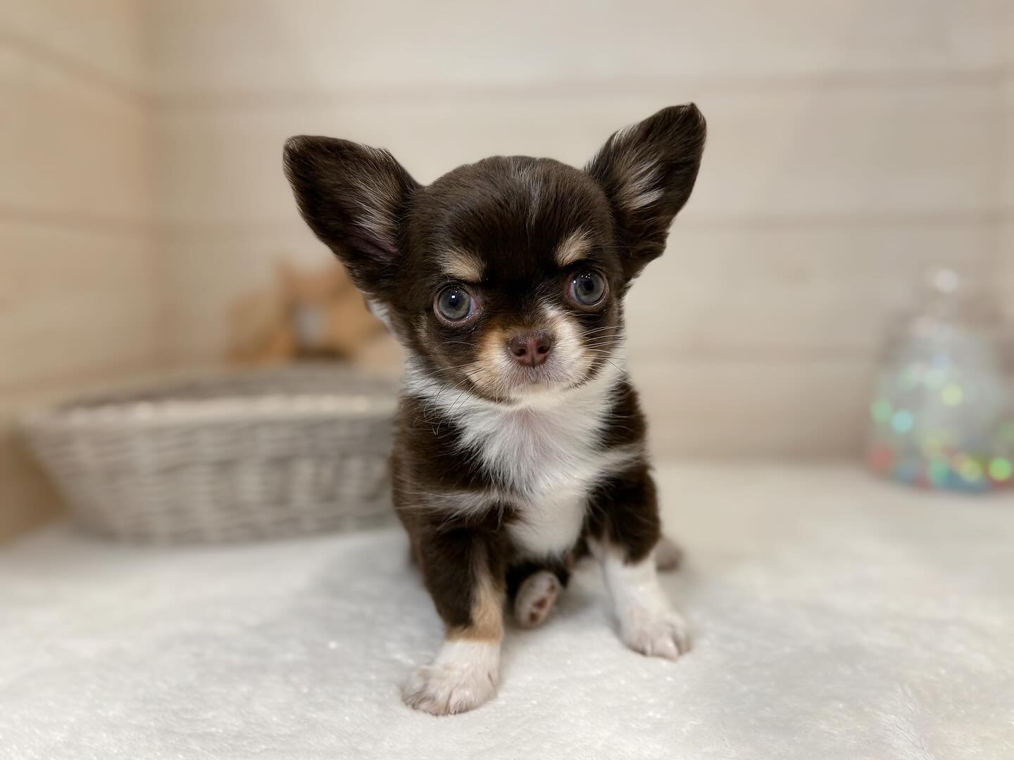 Lily – weiblicher Chihuahua