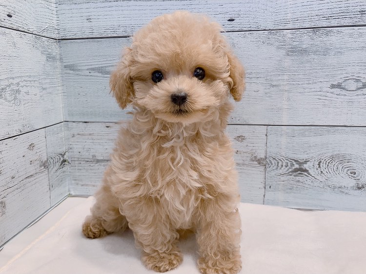 Mojo – Männlicher Zwergpudel