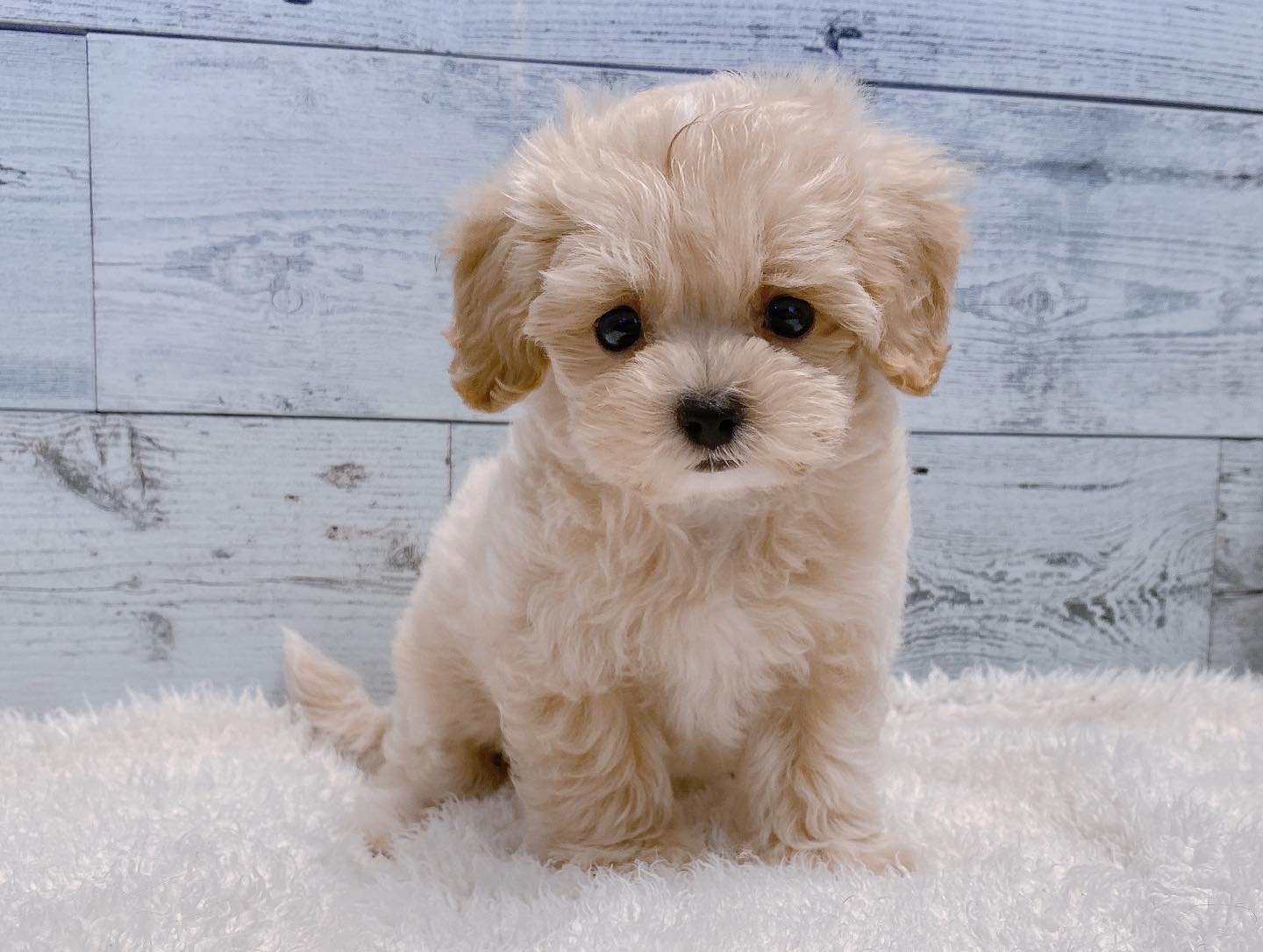 Oreo – Männlicher Maltipoo