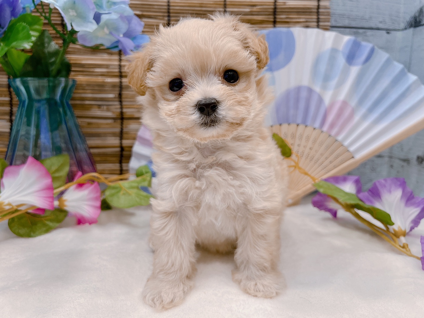 Shelly – Weiblicher Maltipoo
