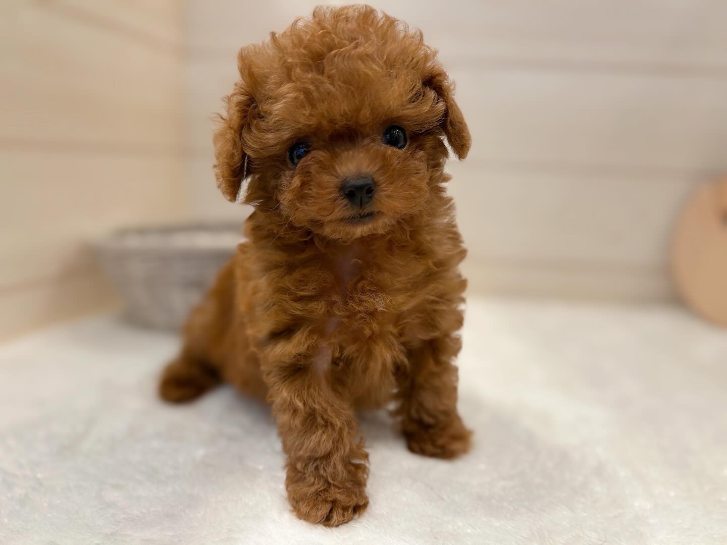 Roesie – Weiblicher Zwergpudel