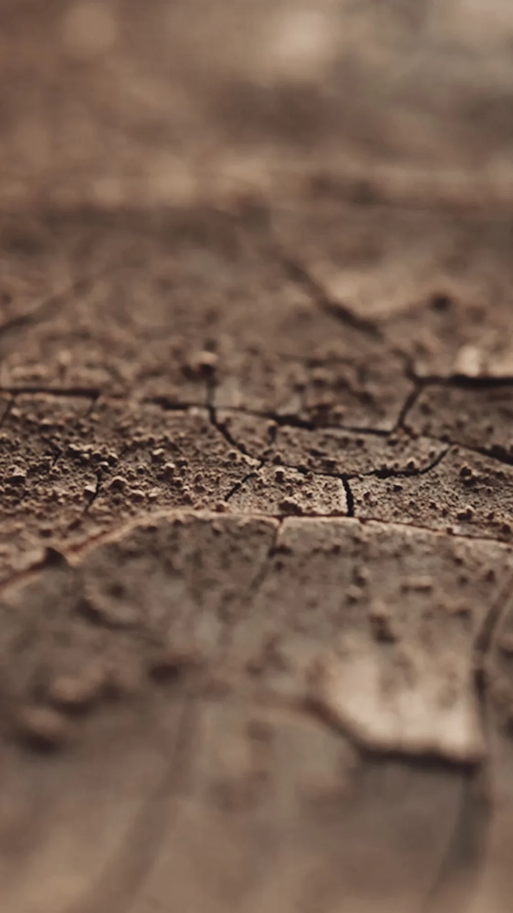 Globe Collection Black Python EDP Unisex | 100ml