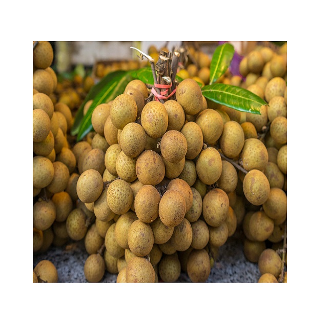 HOT SEASON VIETNAM LONGAN FRUIT NEW CROP - Fresh Longan and Dried Longan at Competitive Price