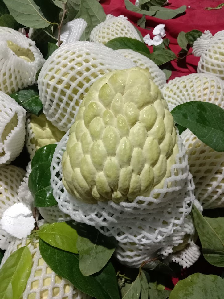 "KIM" Fresh Custard Apple Fruit - Competitive Price in the Export Market in 2026 - High Product Quality