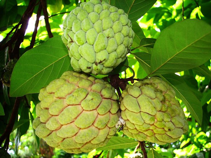 "KIM" Fresh Custard Apple Fruit - Competitive Price in the Export Market in 2026 - High Product Quality