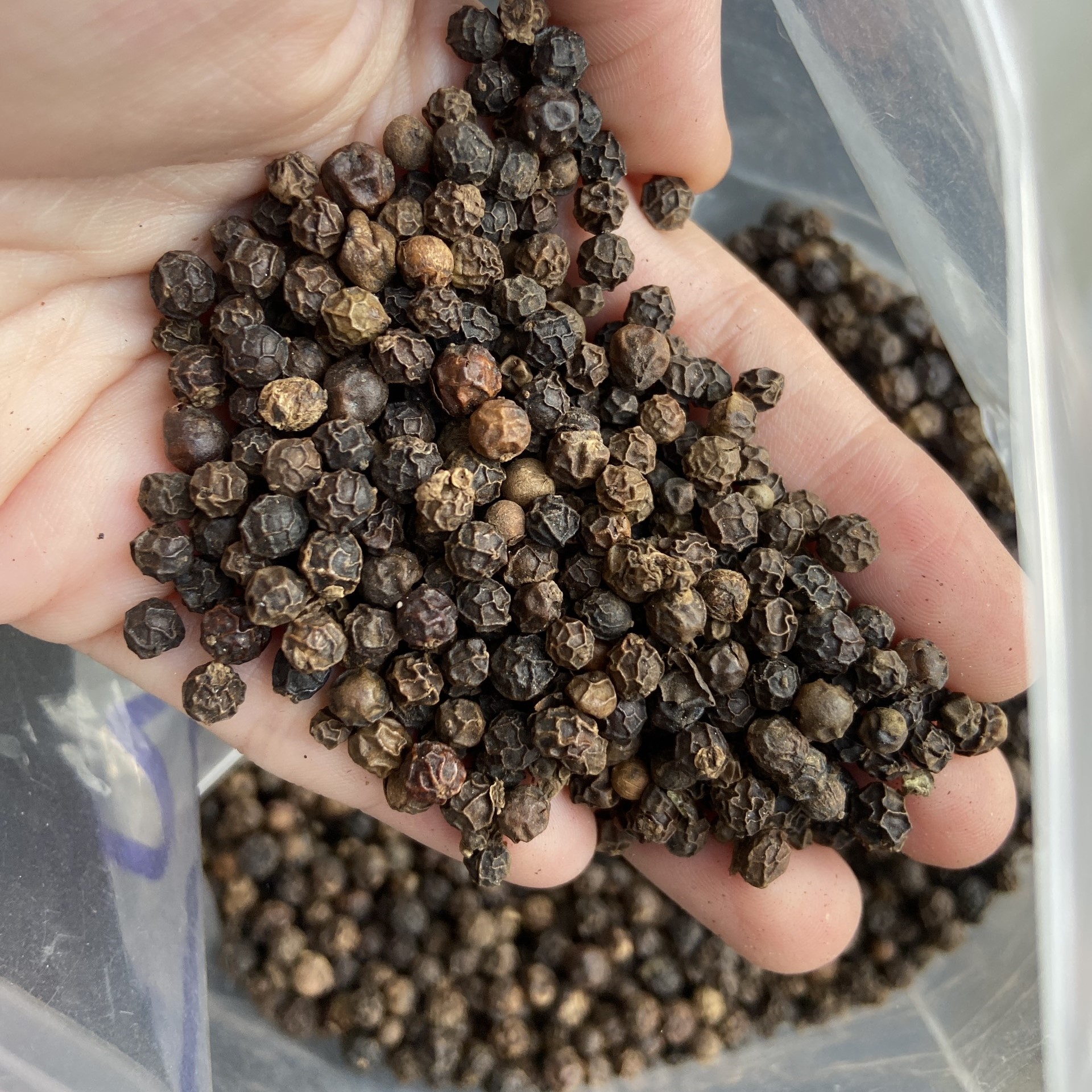 High Quality 500 FAQ 500 MC 550 MC 5mm Vietnamese Dried Black Pepper Seeds Single Spices Herbs Reasonable Price ANNA DO Cumin