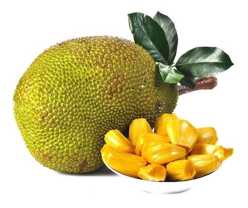 2026 Fresh Organic Jackfruit from Viet Nam Best Export Rates and Competitive Prices for Eating Fresh Fruit