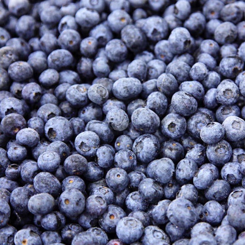 Premium Quality IQF Whole 100% Blueberries Frozen Blueberry Organic Freezing Blueberry for Sale