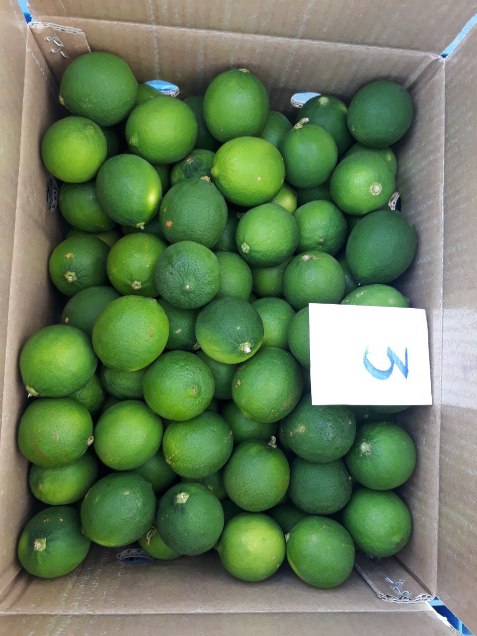 VIETNAMESE WHOLESALE FRUIT FRESH LEMON/ FRESH LIME/ SEEDLESS LIME 