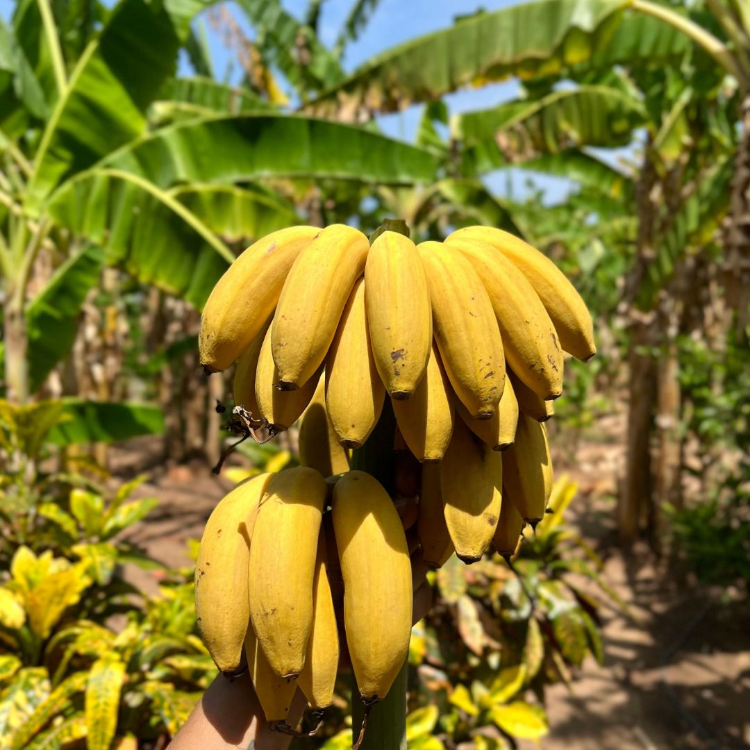 Fresh Bananas