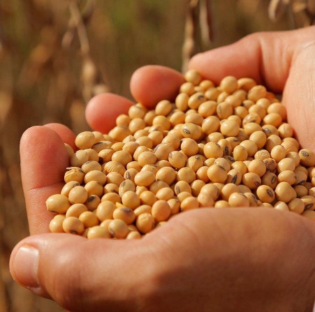 Organic Non-GMO Fresh Soybeans High Quality France 50kg 100% Mature Factory Food Wholesale 24 Months Shelf Life