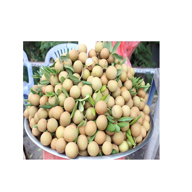 HOT SEASON VIETNAM LONGAN FRUIT NEW CROP - Fresh Longan and Dried Longan at Competitive Price