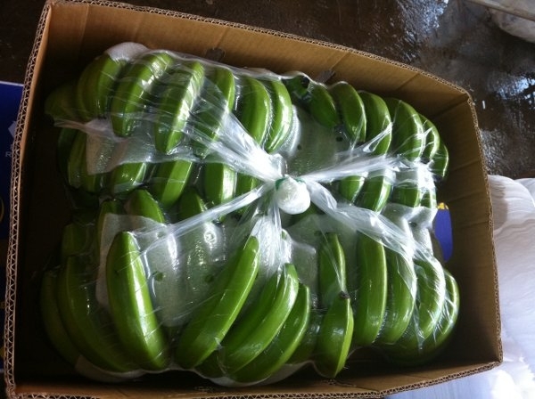 *BEST SELLER* FRESH FRUIT - FRESH CAVANDISH BANANA the BEST CHOICE for INTERNATIONAL MARKET in VIETNAM