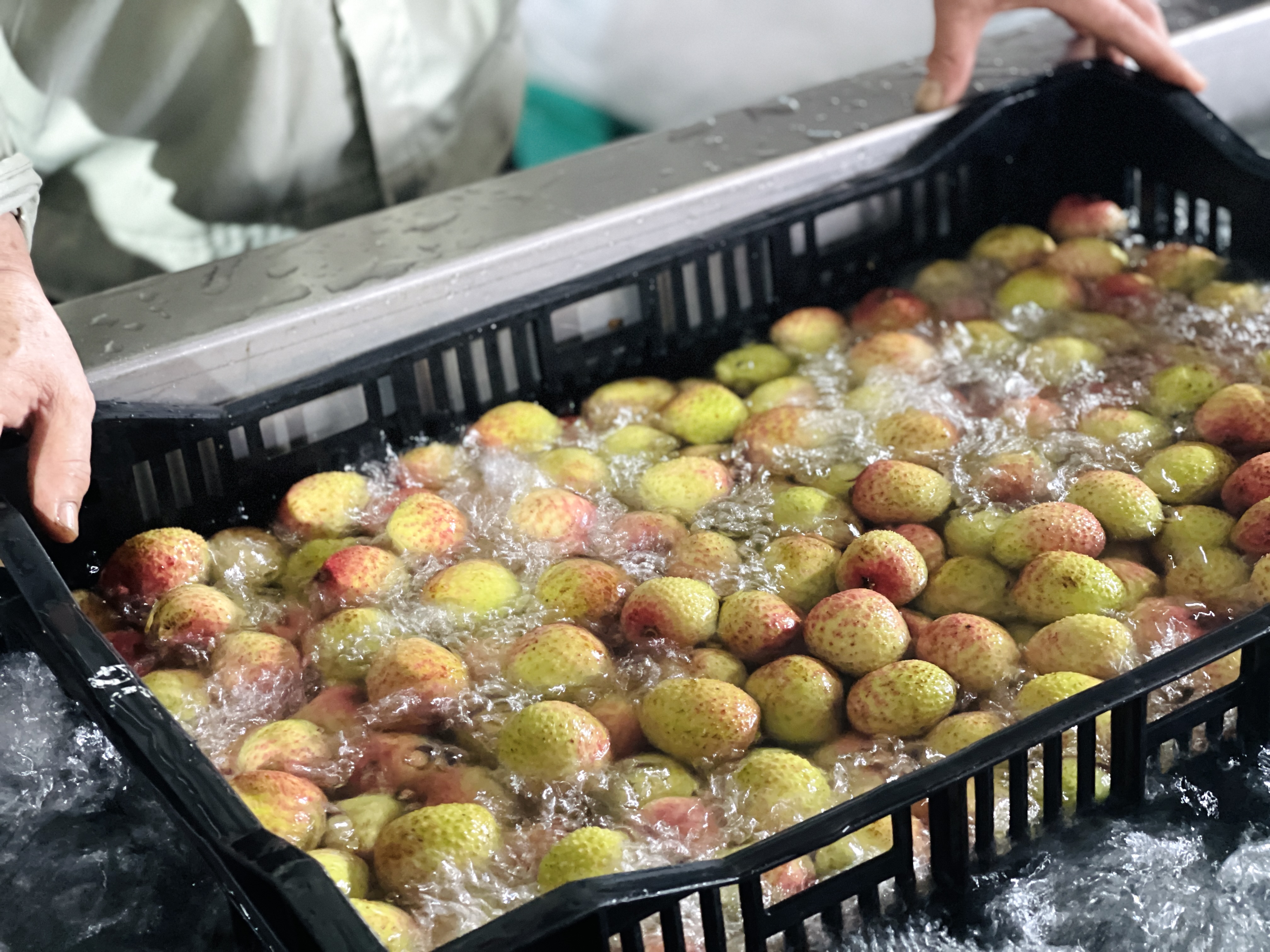 Fresh Organic Premium Lychee Wholesale From Vietnam with Sweet Taste and 12 Months Shelf Life 10 Kgs/Box for Export