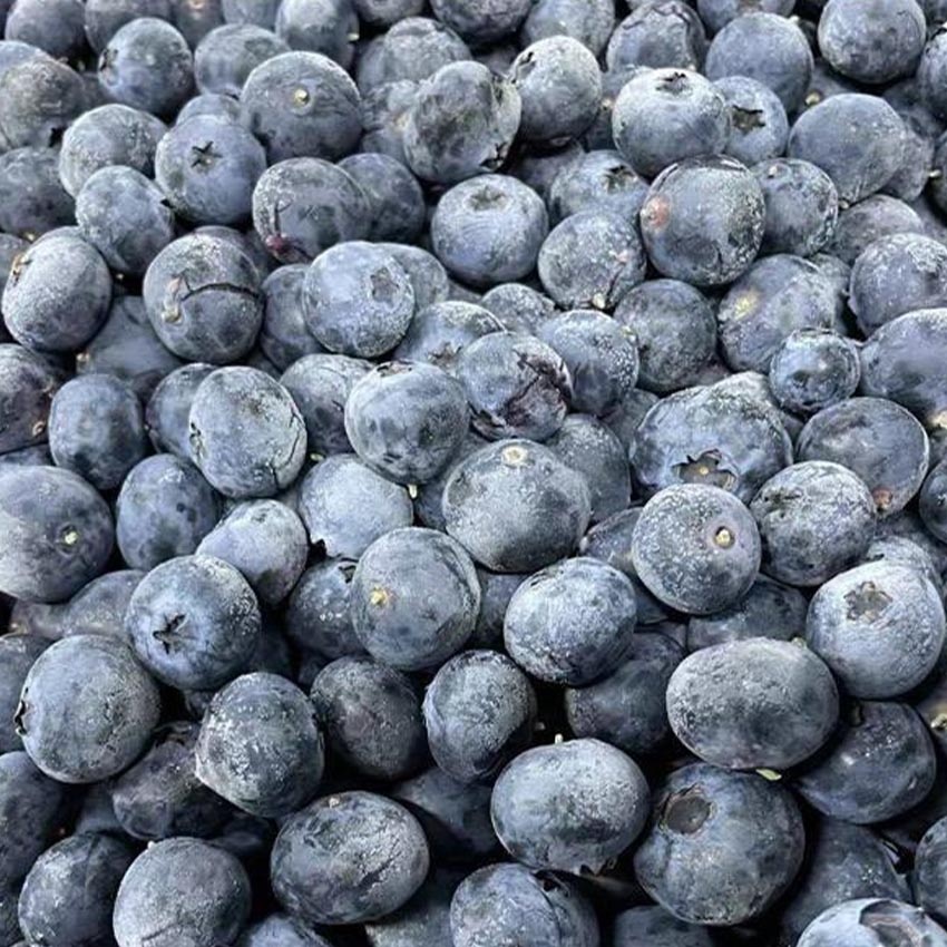 Premium Quality IQF Whole 100% Blueberries Frozen Blueberry Organic Freezing Blueberry for Sale
