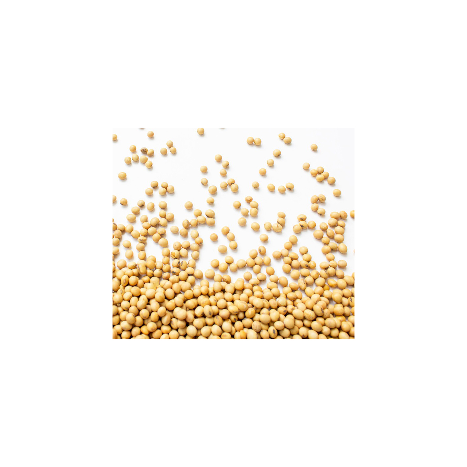 Top Organic Dried Bulk US Soybeans-USA Export Non-GMO High Quality Soybean Seeds