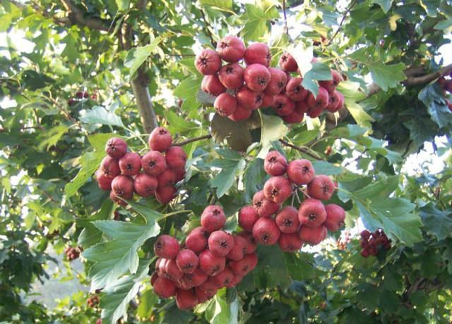 Healthy Select Organic Fresh Hawthorn Berry Fruit & Vegetable Snack