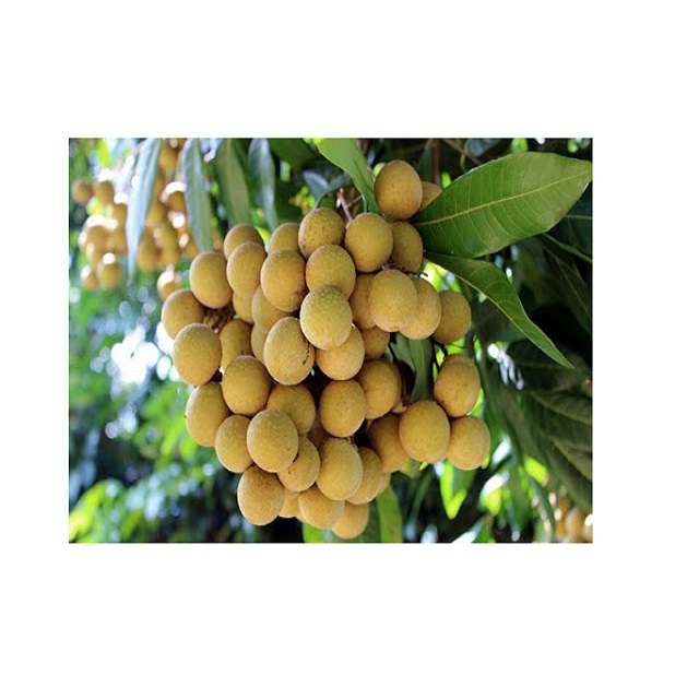 HOT SEASON VIETNAM LONGAN FRUIT NEW CROP - Fresh Longan and Dried Longan at Competitive Price