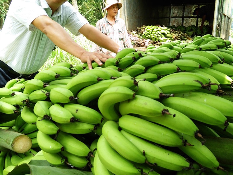 *BEST SELLER* FRESH FRUIT - FRESH CAVANDISH BANANA the BEST CHOICE for INTERNATIONAL MARKET in VIETNAM